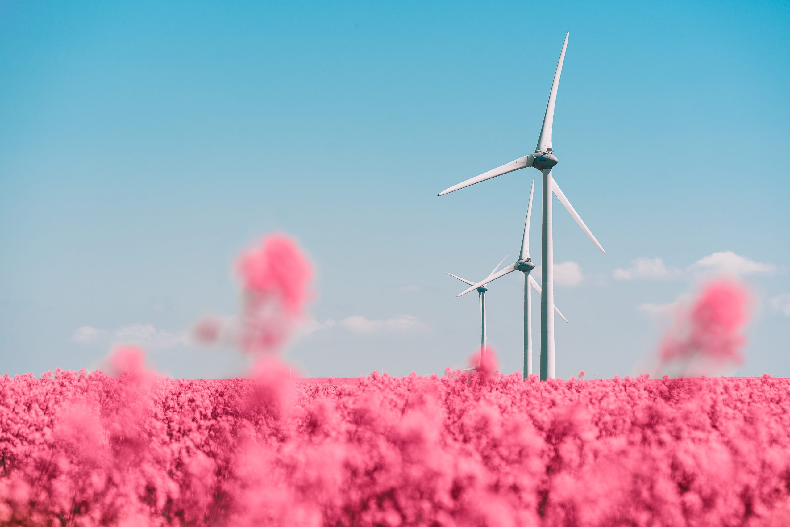 Wind turbines situated in a field of pink flowers