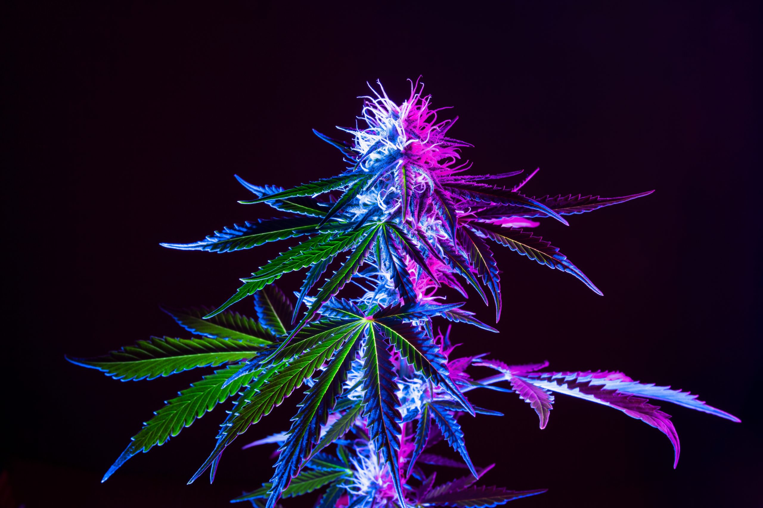 Cannabis flower